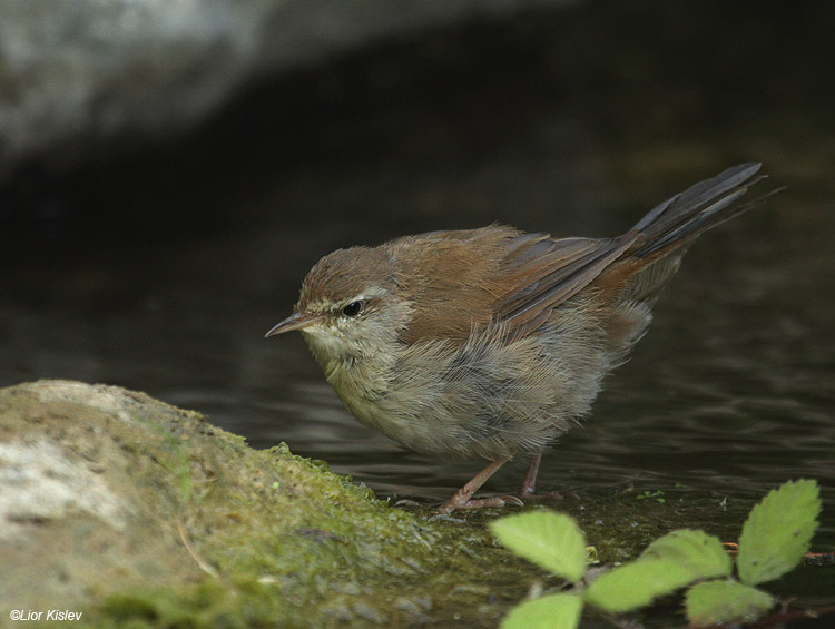    Cetti's Warbler Cettia cetti   Wadi Samak,Golan,Israel 23-06-10                                     